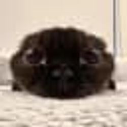 猪五花