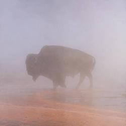 Bison