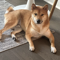 FOMODOG
