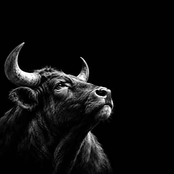 BULL