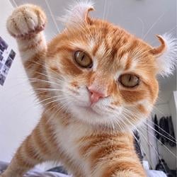 PUNCHCAT