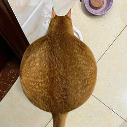CATBALL / SOL