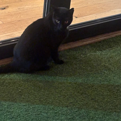 panther