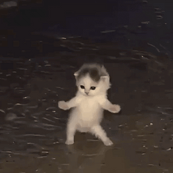 gifcat