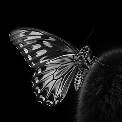 BUTTERFLY