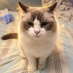 Mrboomcat