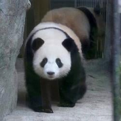 双胞胎 / SOL