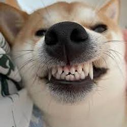 拿来吧你