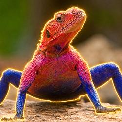 Agama / SOL