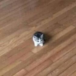 ᶜᵃᵗ / SOL