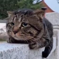 Ennui