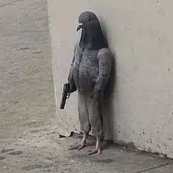Pigeon / SOL