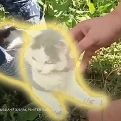 Pawblo / SOL