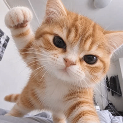 PUNCHCAT