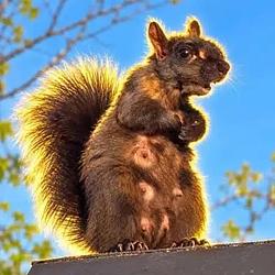CNUT