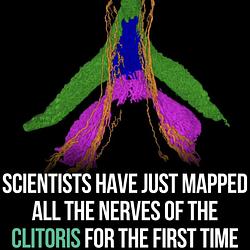 CLIT