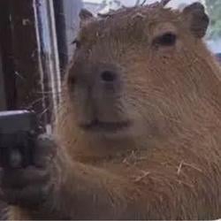 CAPYBARA