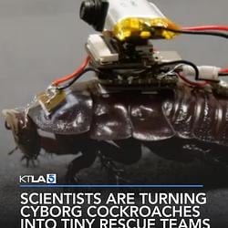 Cyborg Cockroach