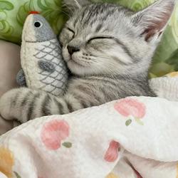 $fishcat