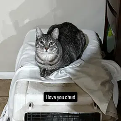 CHUDZU