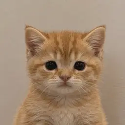 STOXCAT