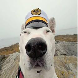 BIPDOG