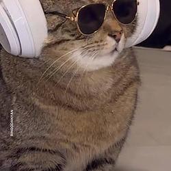 VIBES