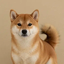 TAILINU