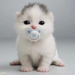 PETPROMAX