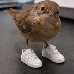 BIRDKICKS
