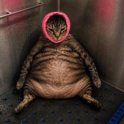 ChudCat