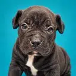 Percy