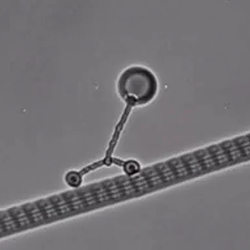 Kinesin