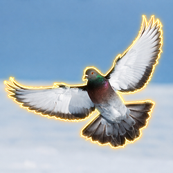 Pigeon