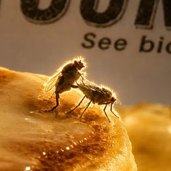 Bugshots