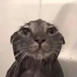 liquidkitty / SOL