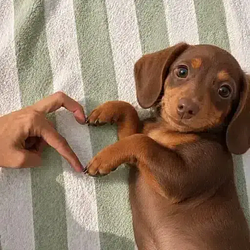 ily