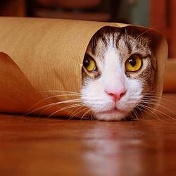 CATITO / SOL