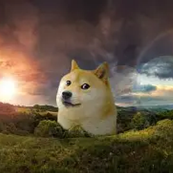 doges / SOL