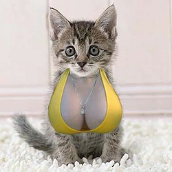 titz