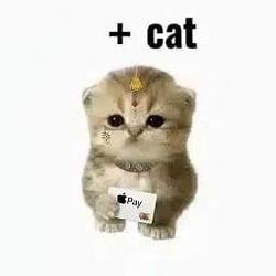 +Cat