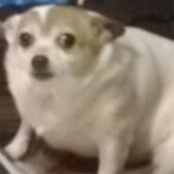 SPOOKEDDOG