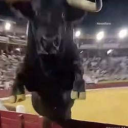 Bullrun