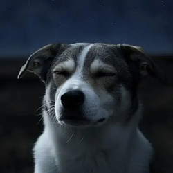 DOG / SOL
