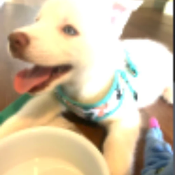 PUPPY