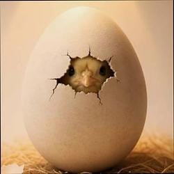 CHICK