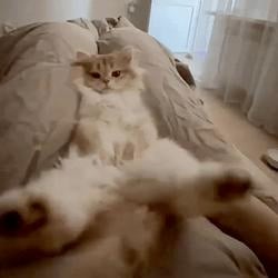 67 cat