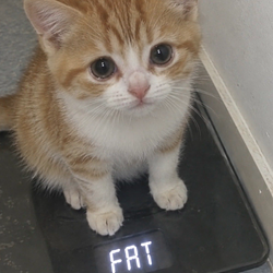 FATCAT / SPYx
