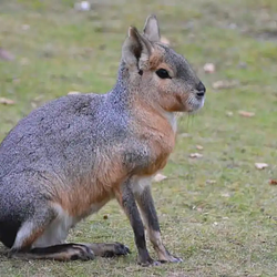 PATAGONIAN
