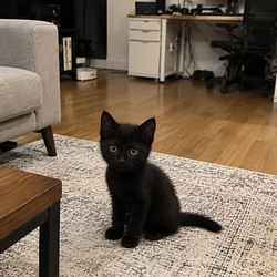 BabyOllie